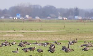 Eigen risico voor boeren met schade omhoog. ‘Word hier zo moe van’