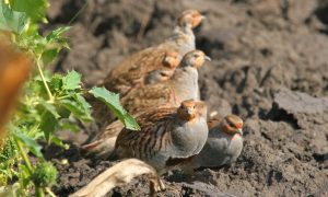 Toegekende aanvragen ‘Samen voor Biodiversiteit’ Innovatiefonds bekendgemaakt