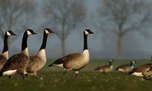 Provincie wijzigt ganzenbeleid en vergoedt voortaan minder aan landbouwschade – NH Nieuws