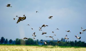 Besluitvorming schadebestrijding Noord-Holland begin mei