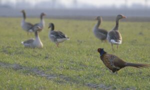 Jagersvereniging denkt aan juridische stappen na intrekken goedkeuring Faunabeheerplan – Omroep Fryslan