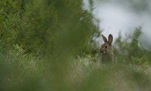 Uitspraak bodemprocedure jacht haas en konijn