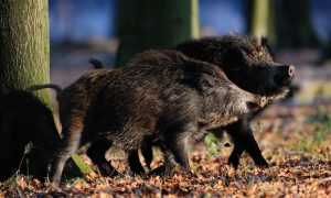Varkenspest dreigt: jagers willen meer wilde zwijnen afschieten – EenVandaag