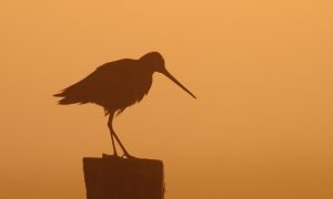 Jagersvereniging wijst op impact van predatie op weidevogels – in de media