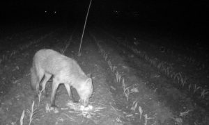 Persbericht: Laat weidevogelmiljoenen maximaal renderen