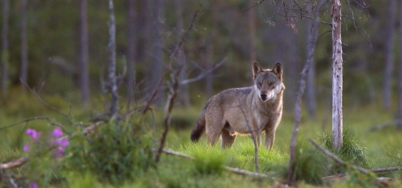 Dode wolf in Stroe blijkt na onderzoek doodgeschoten: strafrechtelijk onderzoek loopt