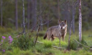 Minister wil maatschappelijk dialoog over de wolf in Nederland – NOS