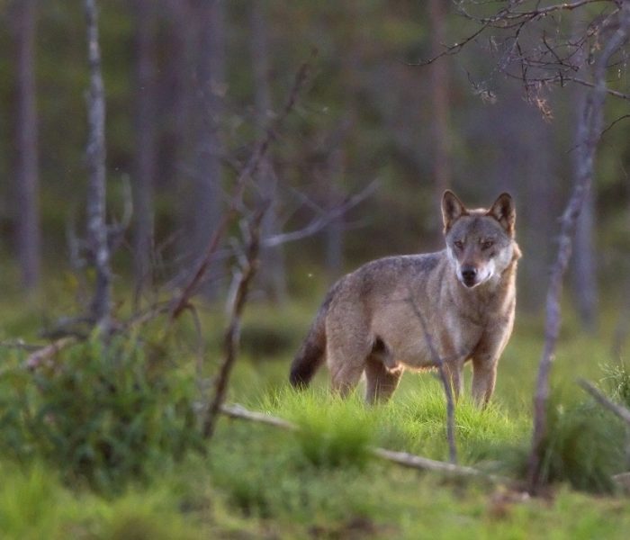 Dode wolf in Stroe blijkt na onderzoek doodgeschoten: strafrechtelijk onderzoek loopt