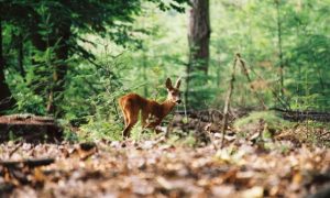 Reeëntelling in Drenthe: meer reegeiten dan bokken – RTV Drenthe