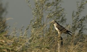 Vossen, buizerds en vogelgriep