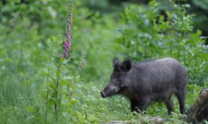 Update Afrikaanse varkenspest 03/01 – Lijst toegelaten ontsmettingsmiddelen bekend