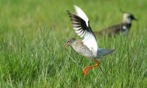 Vogelvrijwilligers in mineur: vos op vrije voeten. ‘Soms denk ik: waar doen we het voor?’ – DvhN