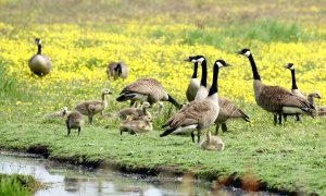 Jagers trekken de polder in om ganzen te tellen – AD Groene Hart