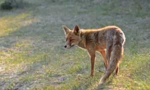 Geen verbod op vossenjacht met lichtbakken in beschermingsgebieden – RTV Drenthe