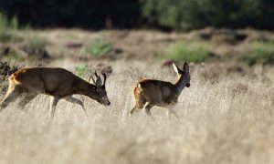 Vrees voor mysterieuze ziekte onder reeën – 1Limburg