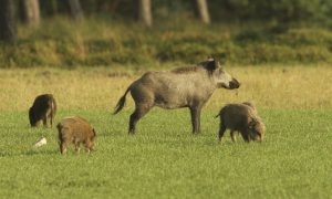 Update Afrikaanse varkenspest 25/09/18 – Aantal besmettingen wilde zwijnen in Wallonië opgelopen tot 14 wilde zwijnen