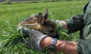 Honden nog regelmatig niet aangelijnd in de natuur, reekalfjes de dupe – RTV Utrecht