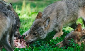 Twentse ondernemer schoot wolf dood: ’Kon niet anders’ – Telegraaf