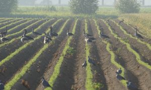 Boeren in Flevoland ontvangen behandelbedrag wildschade retour