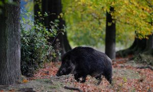 Afrikaanse varkenpest op Bulgaars bedrijf met 40.000 dieren – Nieuwe Oogst