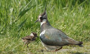 Drents Actieplan Akker- en Weidevogels boekt succes