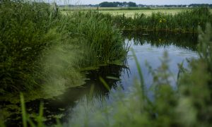 Zeldzame goudjakhals duikt op in Friesland – AD