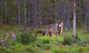 Hekken plaatsen en snelheid omlaag: ‘Moeten aanrijding met wolf voorkomen’ – Omroep Gelderland