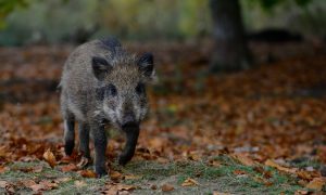 Natuurmonumenten houdt varkenspest in de gaten: ‘Extra afschot zwijnen niet nodig’ – De Monitor