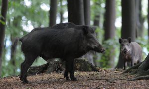 LNV heeft geen zicht op aantal wilde zwijnen in Nederland – Pig Business