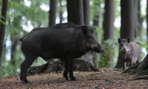 Wilde zwijnen zijn nog jaren risico – Nieuwe Oogst