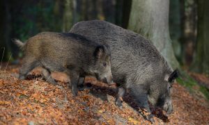 Afrikaanse varkenspest: blijf verspreiding voor!