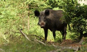 Overijssel breidt jacht uit om varkenspest te voorkomen – NOS