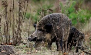 Uitbraak Afrikaanse varkenspest nachtmerrie voor alle zwijnen – KNMvD