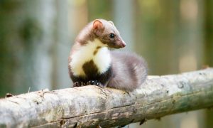 Weer steenmarters weggevangen in het weidevogelgebied rondom Aldeboarn – Groene Ruimte