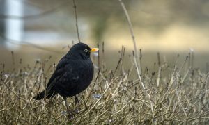 Ophokplicht pluimvee vogelgriep: wat jagers moeten weten