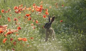 Wildbeheer is een serieuze zaak, zeuren over halflege fles levert niks op