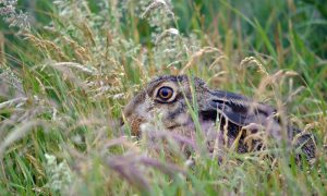 Opnieuw tularemie (hazenpest) vastgesteld in Overijssel