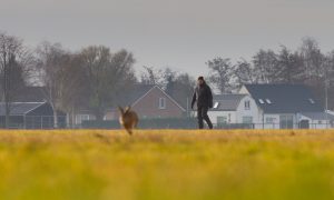 Antwoorden op Kamervragen over dumping van dode dieren in Haaren