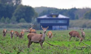 ‘Gerapte’ of ‘ongerapte’ natuur? –  De Buitendienst (Zapp) over de Oostvaardersplassen