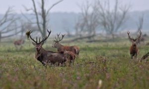 Lopen herten en reeën gevaar door uitbraak blauwtongvirus?