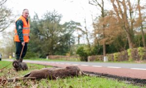 Meer aanrijdingen met groot wild na invoering zomertijd – NOS