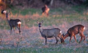 Reewildtelling 2019 van start