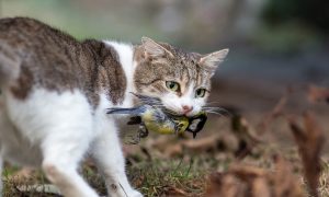 Poes in de mand-campagne: veel aandacht, toch veel manden leeg – Nieuwe Oogst