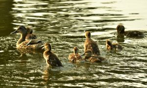 Onderzoek naar staat van instandhouding soorten wildlijst