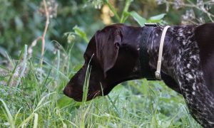 Verbod e-collar van kracht