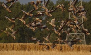 Samenwerking LTO, FPG, Jagersvereniging – naar een duurzaam wildbeheer in Nederland