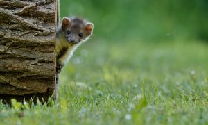 Steenmarter burgert in, weidevogels verdwijnen – Dalfsennet