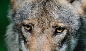 Voor de wolven – Michiel van der Weide
