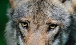 Wolf gespot in West-Betuwe