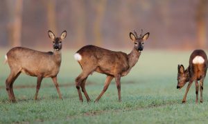 Jagersverenging presenteert voorlopig standpunt duurzaam reewildbeheer, input welkom